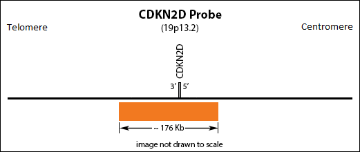 CDKN2D FISH Probe Ideogram