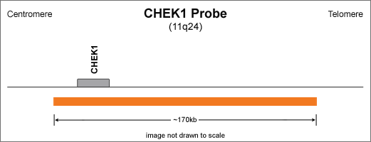 Ideogram of CHEK1 Probe